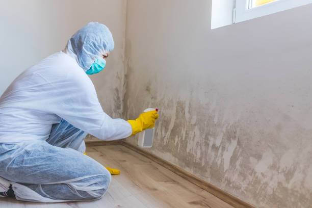 Licensed Black Mold Removal service in Huntington, VA - WQB Mold Removal