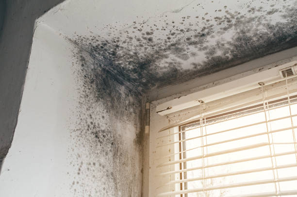 Affordable Black Mold Removal solutions in Huntington, VA