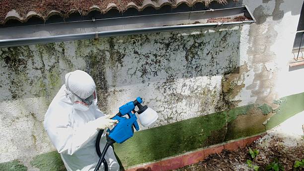 Top rated local Black Mold Removal specialists in Huntington, VA